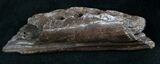 Leidyosuchus (Crocodilian) Jaw Section - Hell Creek #8361-2